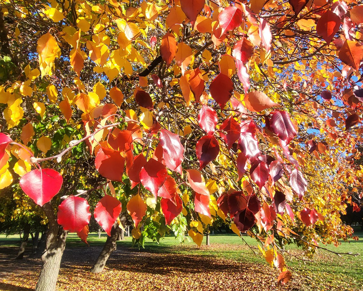MarkDando4's tweet image. Worth travelling a bit further south #Canberra #Autumn
