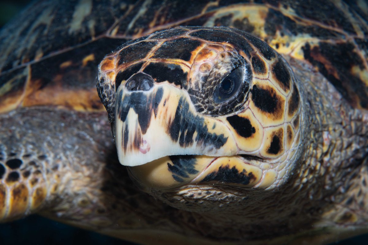 seaturtleweek tweet media