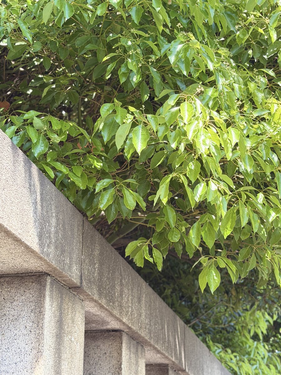 afro_02_dai's tweet image. #緑 #green 🌿✨️⛩✨️