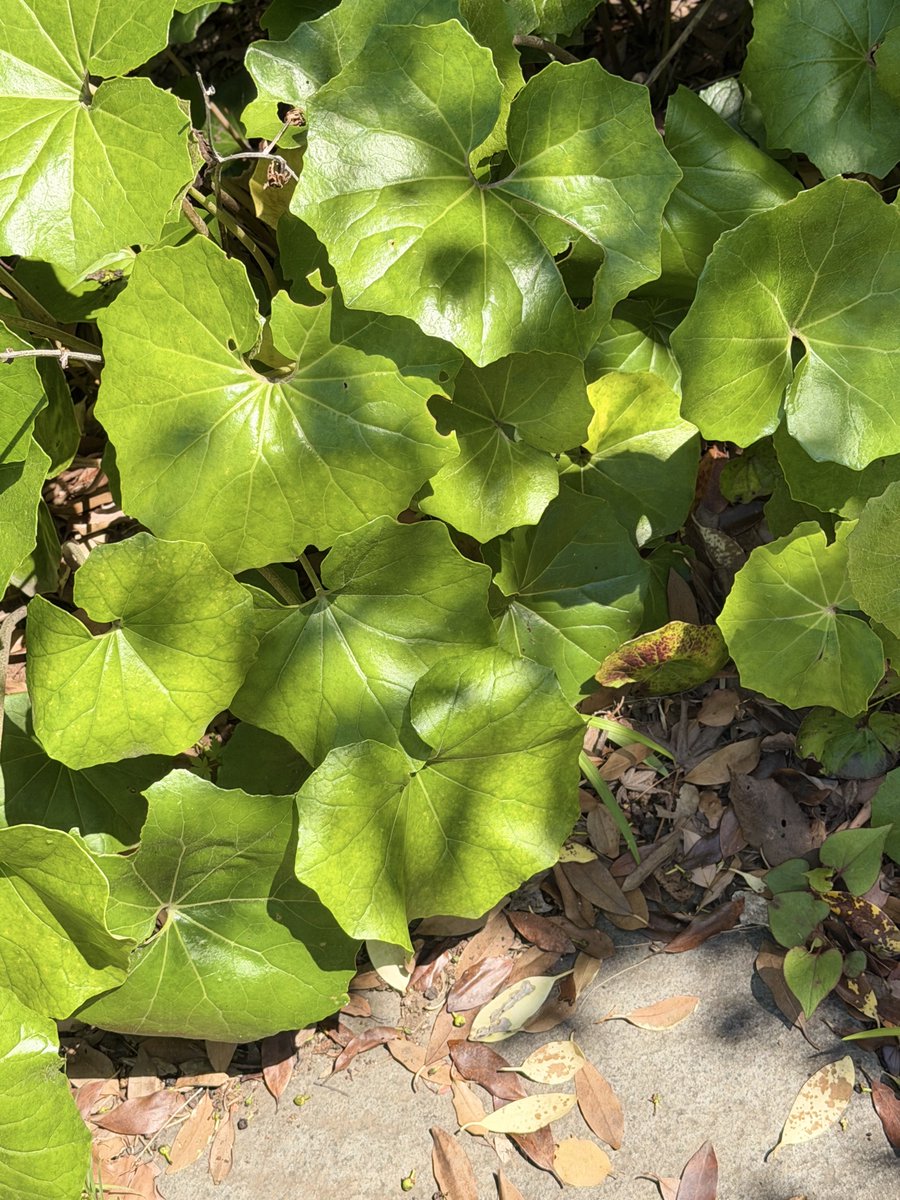 afro_02_dai's tweet image. #緑 #green 🌿✨️⛩✨️