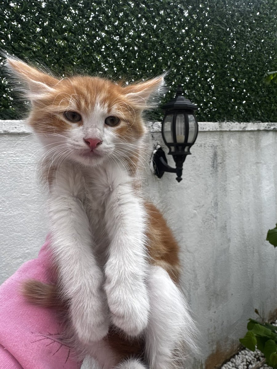 animallover tweet media