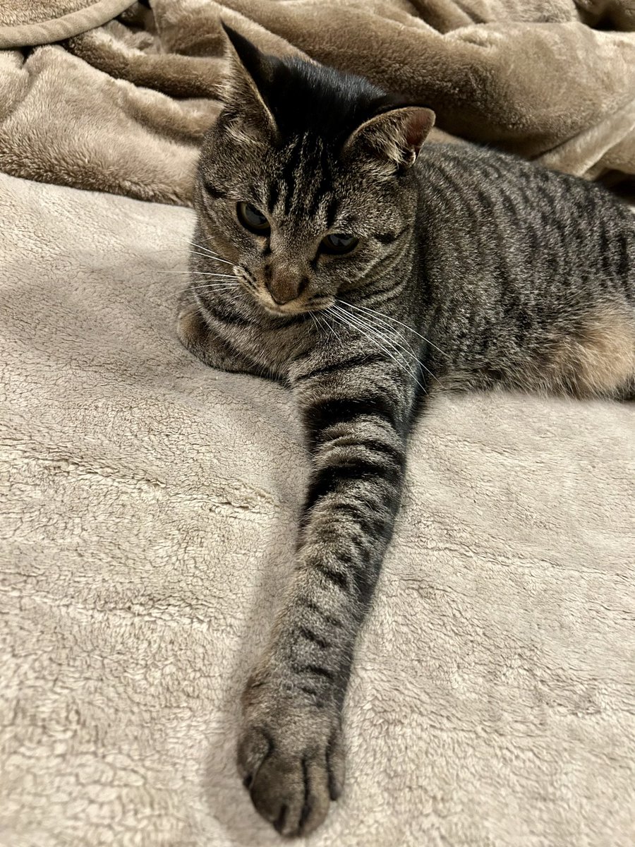 ✨️🧸かむいにゃん🍪✨️ tweet media