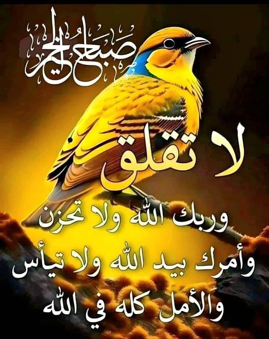 محمد عثمان البريجي tweet media