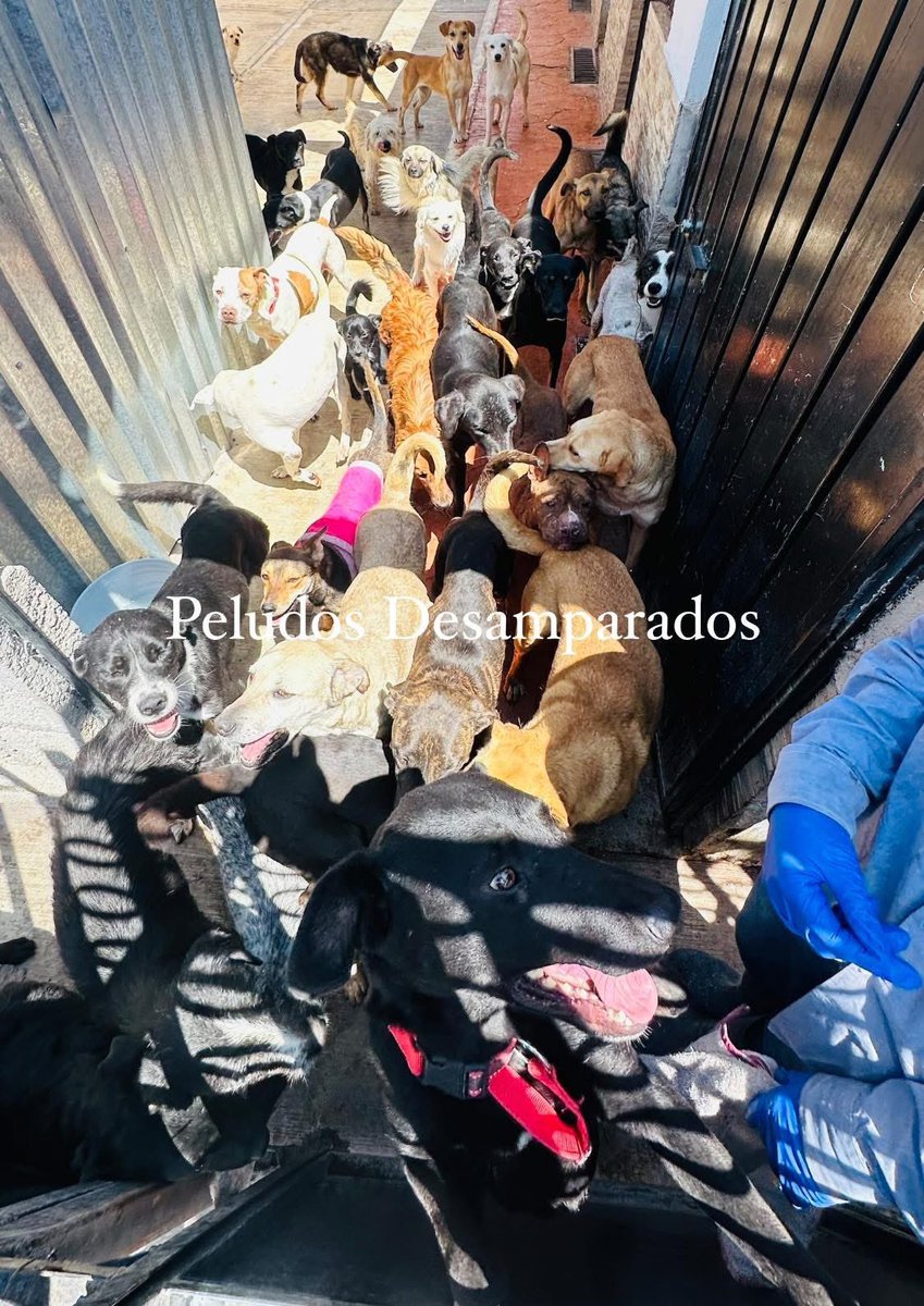 Peludos Desamparados tweet media