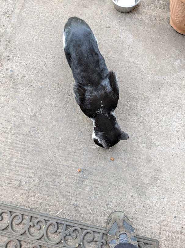 Robert Allotment cat,now helped by Janet & Amanda tweet media