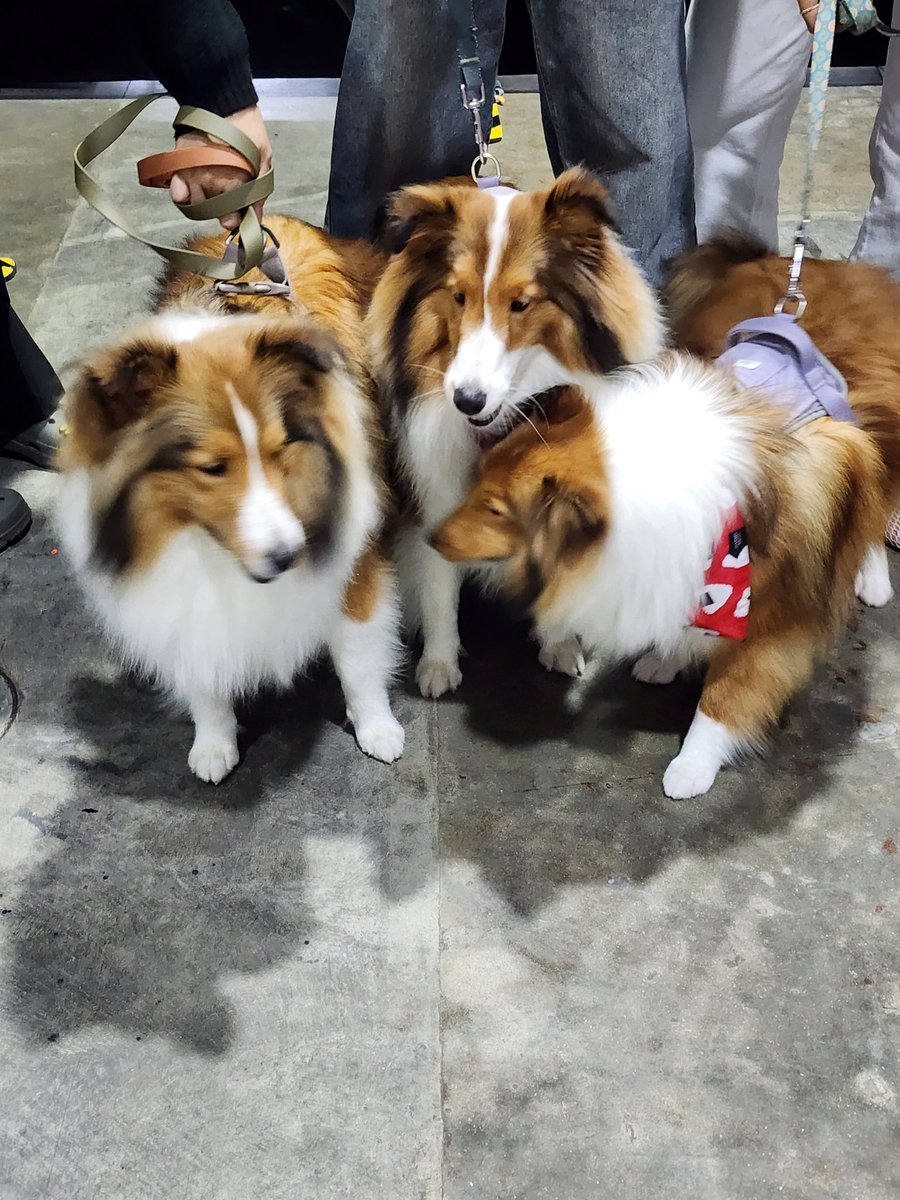 พวกเราพร้อมเจออุนย่าอุนยายแล้ววววว 🐶🐶🐶

#เฟลินาคานิโน #felinacanino 
#TiffanyPradaO 
#teddybear_c