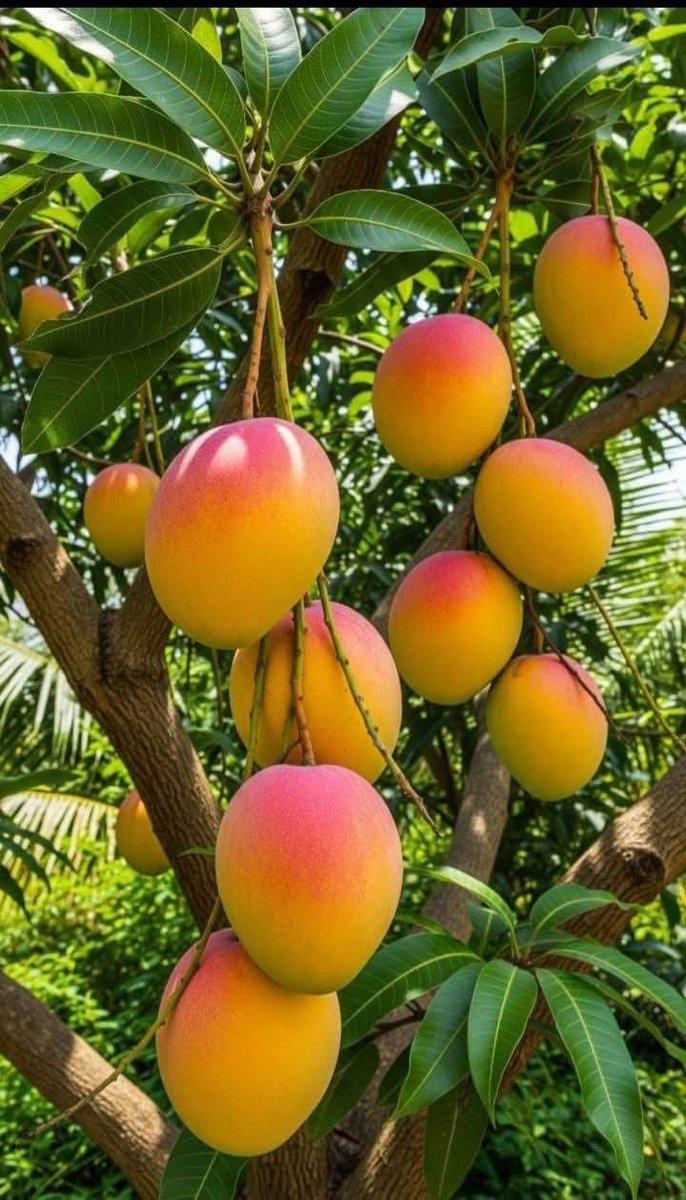 Aditi__0112's tweet photo. Fresh mango juice straight from my own garden 🥭🌿
No chemicals, no preservatives—just pure, natural goodness in every sip 💛
From tree to glass… that’s real freshness! 🌞🥤
Taste the sweetness of nature, the way it’s meant to be 🌱
#GardenFresh #MangoSeason #PureTaste https://t.co/MtmYuKpHEB