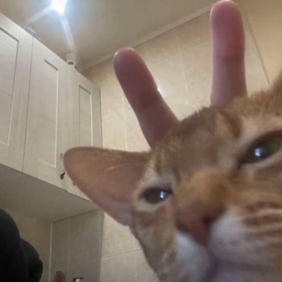 gatos fazendo gatices tweet media