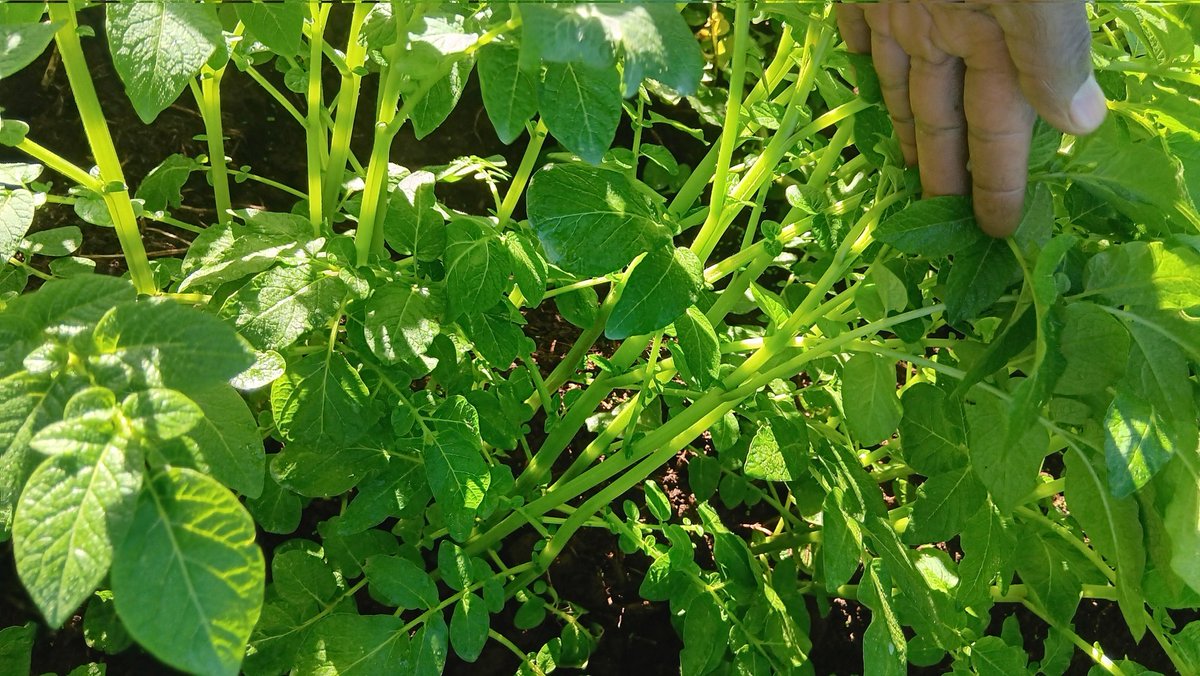 ckiprono_'s tweet photo. Village view 😍 
For the current ninth-week application, combine Infinito to provide systemic late blight protection with Tihan for broad-spectrum pest control, then incorporate Maxigrow High K &amp; P to boost tuber development and plant vigor during this critical vegetative stage. https://t.co/7tRLF74jQi