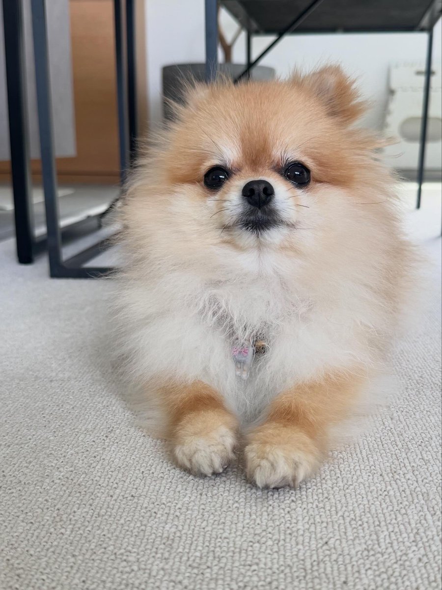 Pomeranian0222's tweet photo. トリミングするとまんまる🍞🥖 https://t.co/9jZPQvc65I