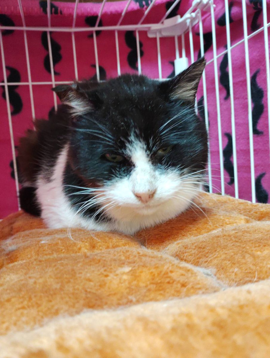 【迷い猫のおしらせ】
店の隣のお庭で縮こまってた猫さん

小雨が降っているのに！

餌を置いたが反応なし。私がうまく保護できず姿が消えたあと、同日夕方に別の方が保護してくださったそうです。

歯がまったくなく、今までどこかでお世話をしていた方がいるはずです。

instagram.com/p/DXxafFek2AT/…