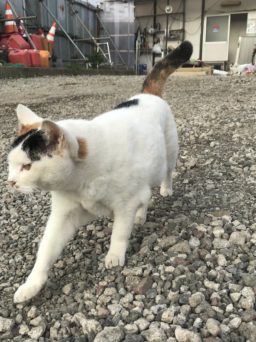 今日もねこ

ユッキーさん

there she goes again

Japanese Wild  Cats
#Cats