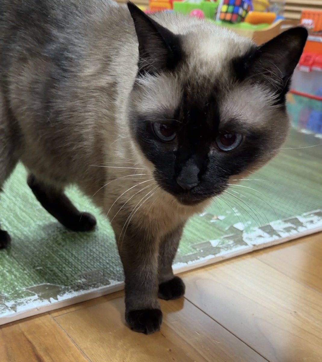 シャム猫