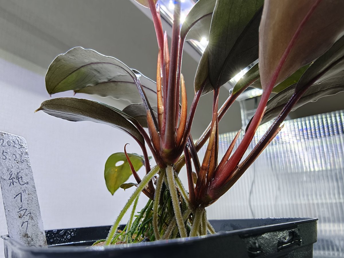 Bucephalandra Motleyana Padawan 純ブラック 2025/05 入手後1年 昨年