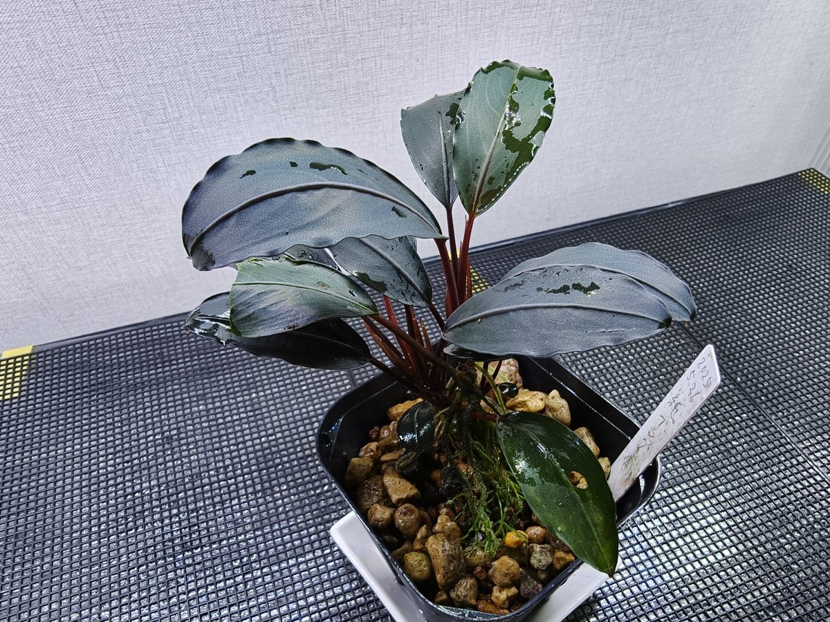 Bucephalandra Motleyana Padawan 純ブラック 2025/05 入手後1年 昨年