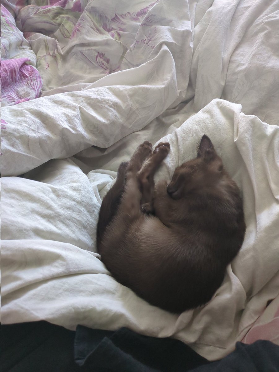 𝕰𝖎𝖙𝖎𝖑𝖙𝖊 | хомячок 🐹 tweet media