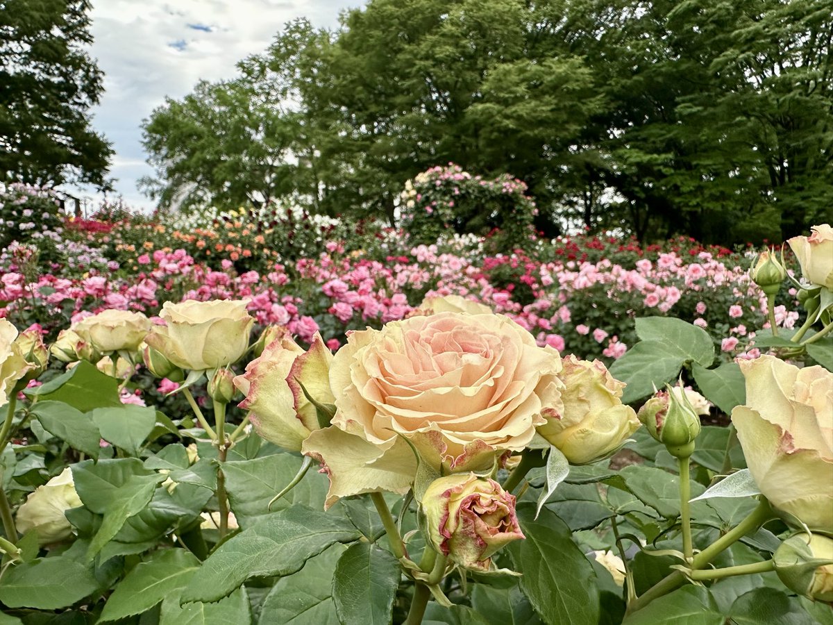 Loverly Golden Week🇯🇵