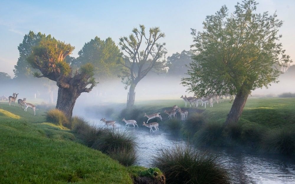 reminiscinbby's tweet photo. the kind of misty mornings you can just feel https://t.co/yt0NUxArGF