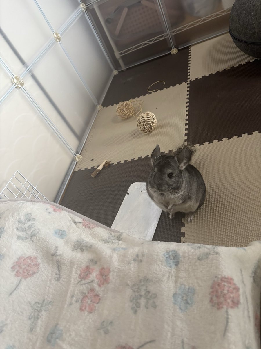 らむね👑 tweet media