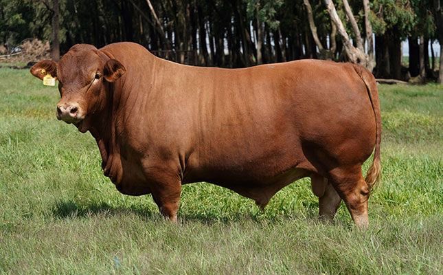 Agronomme_'s tweet photo. If your animals only look healthy when it rains…

You don’t have a system.
You have luck.

Real farmers perform in dry seasons too. https://t.co/scU3YXcvnq