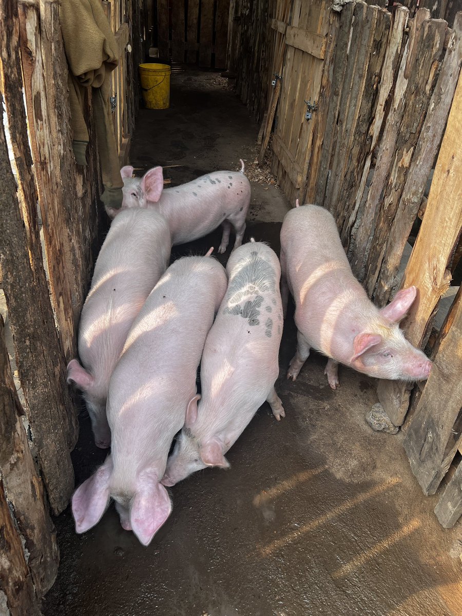 Agronomme_'s tweet photo. If your animals only look healthy when it rains…

You don’t have a system.
You have luck.

Real farmers perform in dry seasons too. https://t.co/scU3YXcvnq