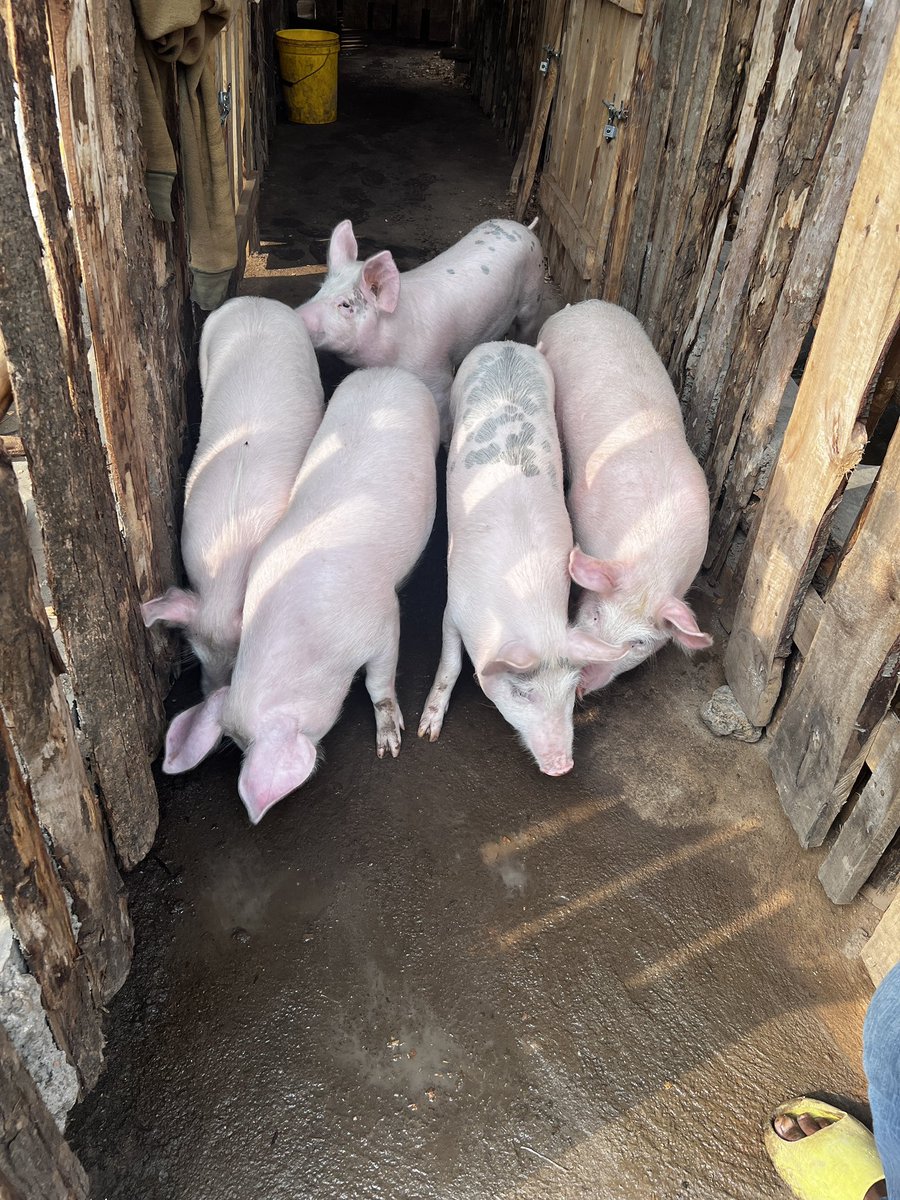 Agronomme_'s tweet photo. If your animals only look healthy when it rains…

You don’t have a system.
You have luck.

Real farmers perform in dry seasons too. https://t.co/scU3YXcvnq