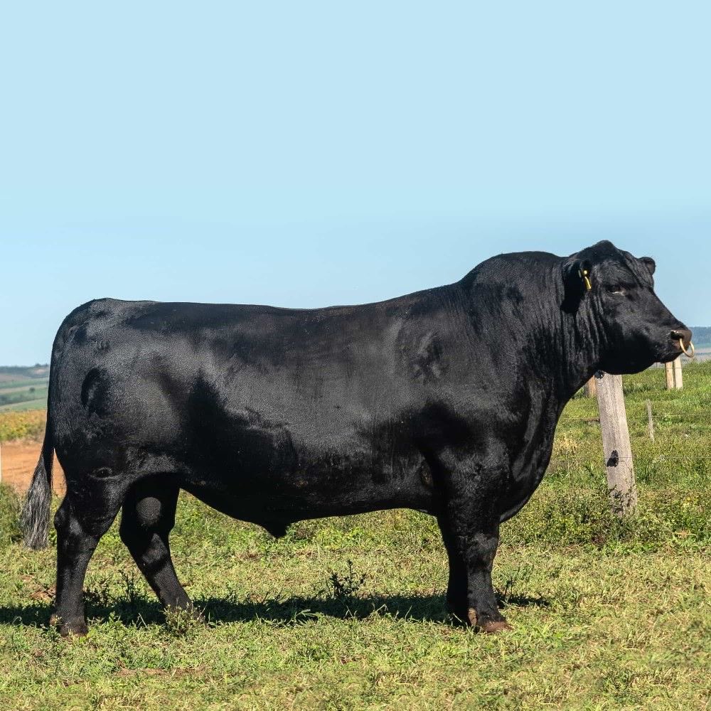 Agronomme_'s tweet photo. If your animals only look healthy when it rains…

You don’t have a system.
You have luck.

Real farmers perform in dry seasons too. https://t.co/scU3YXcvnq
