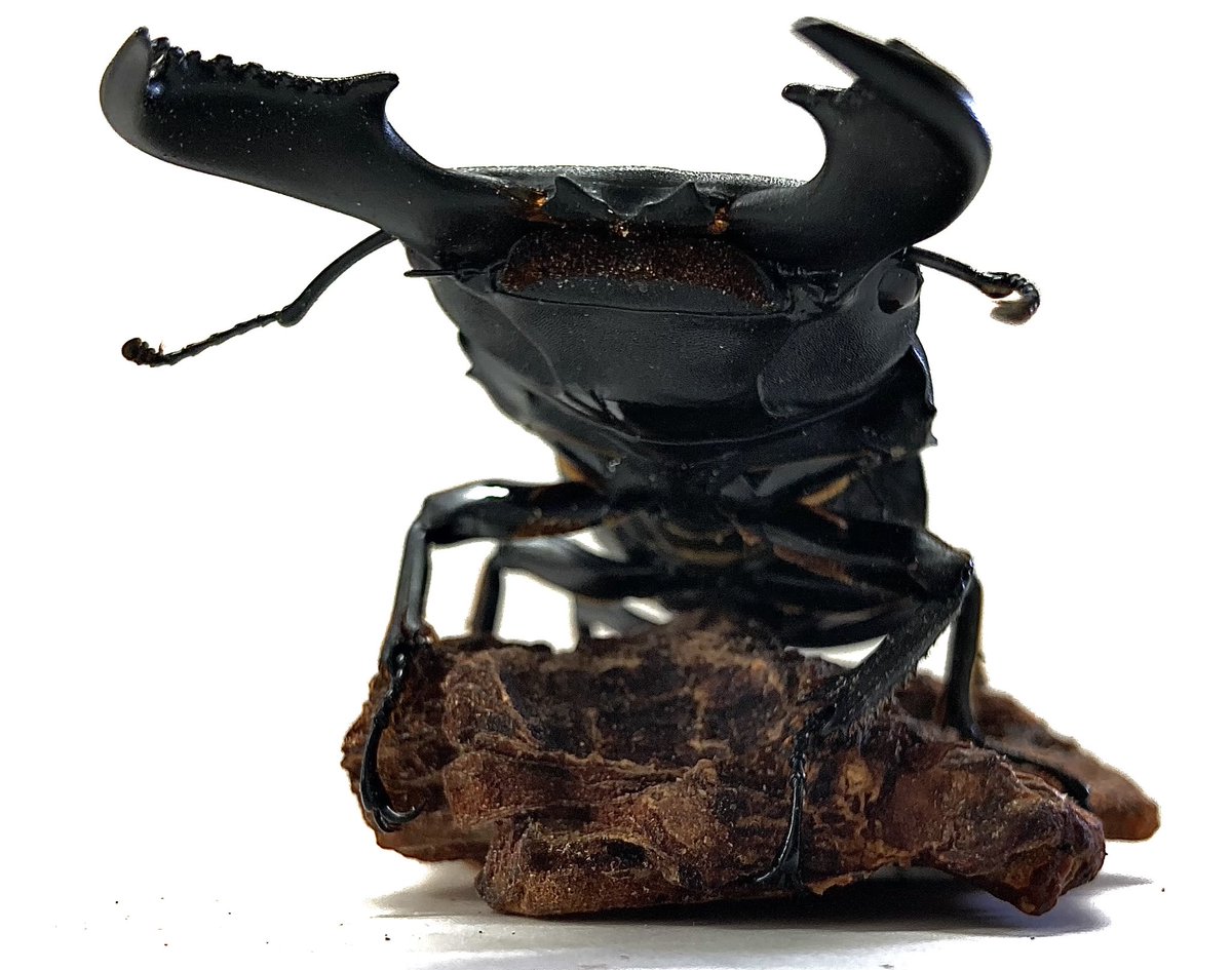 insect_new's tweet photo. 入荷情報
・メタリフェルホソアカ
��ローゼンベルグオウ���ンオニ
・アスタコイデスノコギリ
，スラウェンヒラタ
・スマトラヒラタ
・アルキデスヒラタ
・ハンステインヒラタ
・パリーオオクワ
・ブケットフタマタ
・セアカフタマタ
・ダールマンツヤ
・コーカサスオオカブト
・アトラスオオカブト https://t.co/Lh2JF3Ovzg