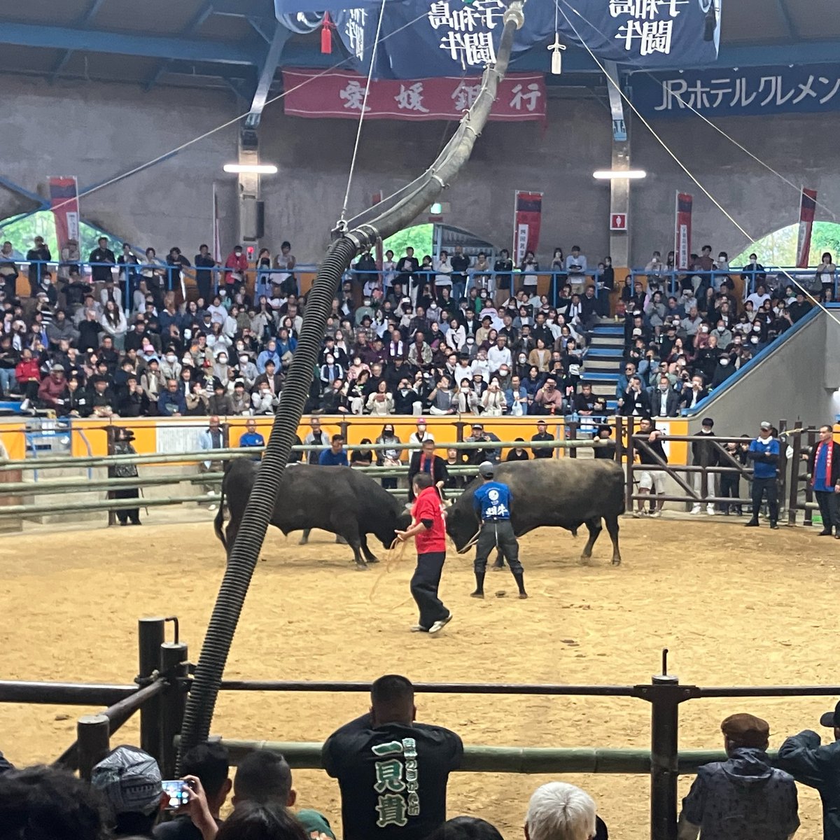 kohno017's tweet photo. ベッソーチは牛の闘いを観戦… https://t.co/evkgW6u17U