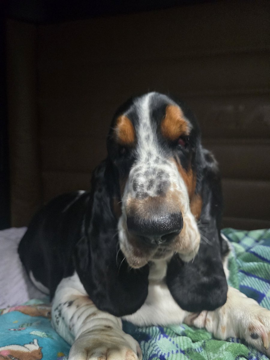 TheTruckinBassets tweet media