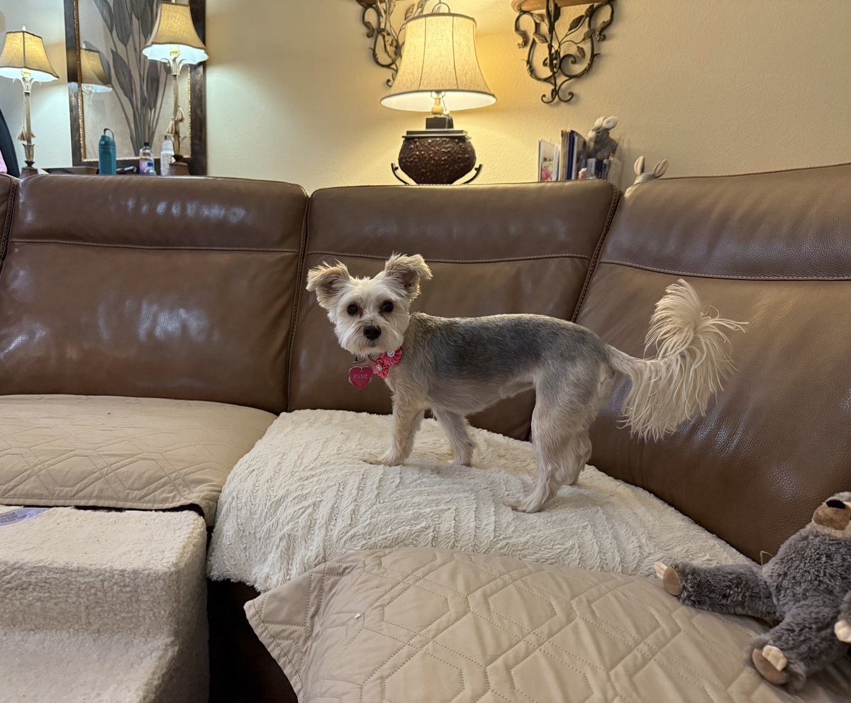 SirBailey2's tweet image. Mommy hers took the’s remote from Sid. An Rosie🌹hers went an got hers BFF Beaver to’s play. We’s starting to’s doze now. Mommy hers show it’s boring 😴🐶🐾 #dogsoftwitter #dogsofx #adogslife #doggo #pets 💚