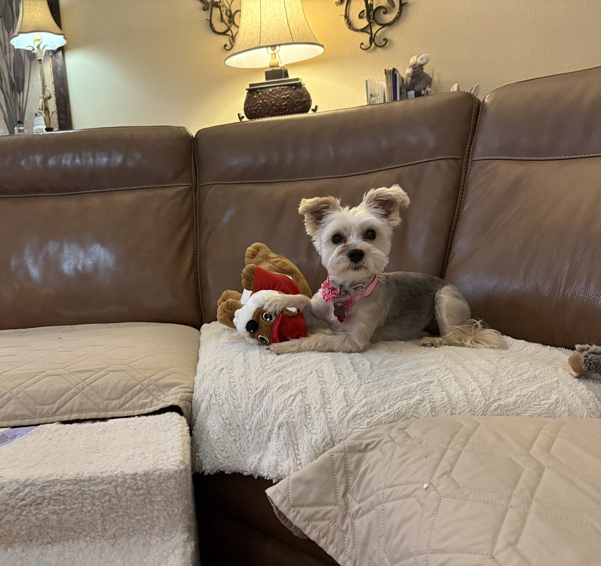 SirBailey2's tweet image. Mommy hers took the’s remote from Sid. An Rosie🌹hers went an got hers BFF Beaver to’s play. We’s starting to’s doze now. Mommy hers show it’s boring 😴🐶🐾 #dogsoftwitter #dogsofx #adogslife #doggo #pets 💚