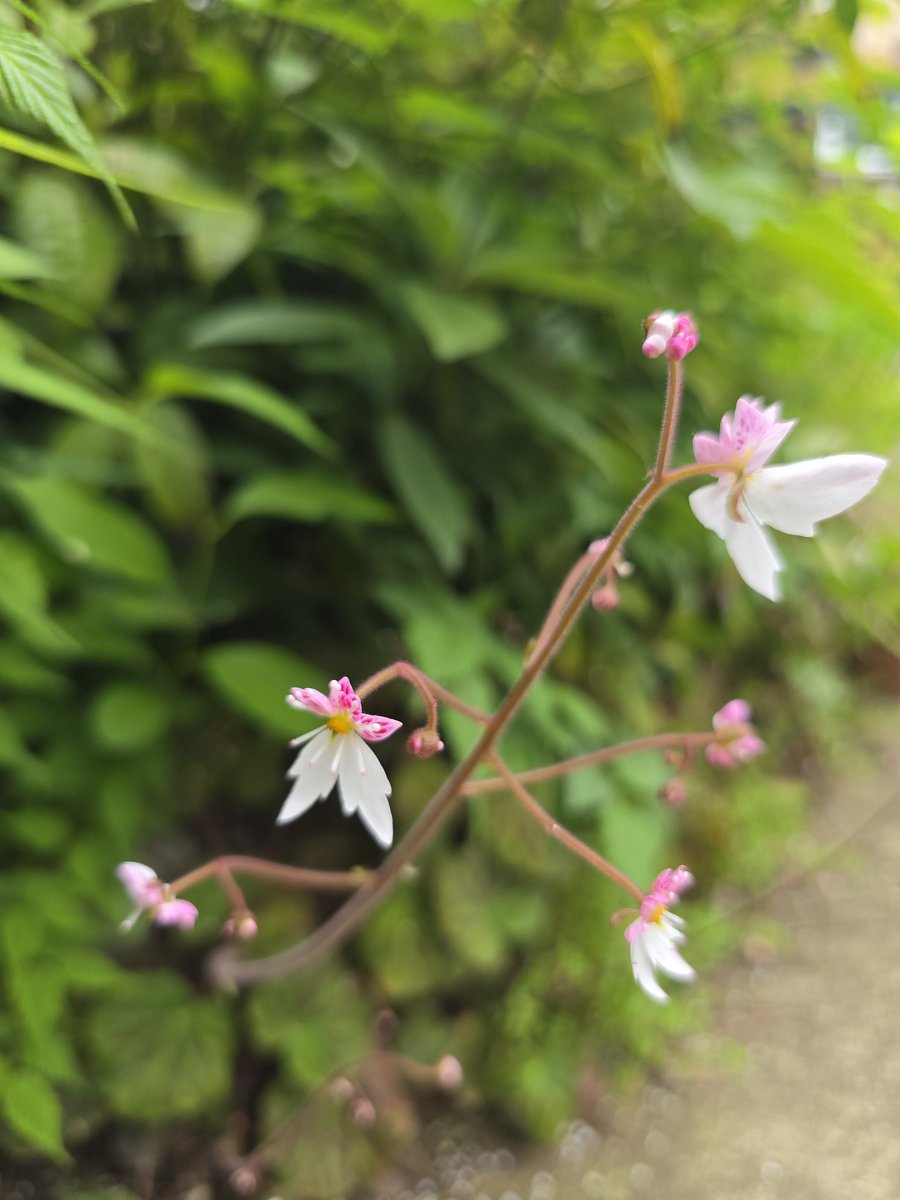 片倉商店 tweet media