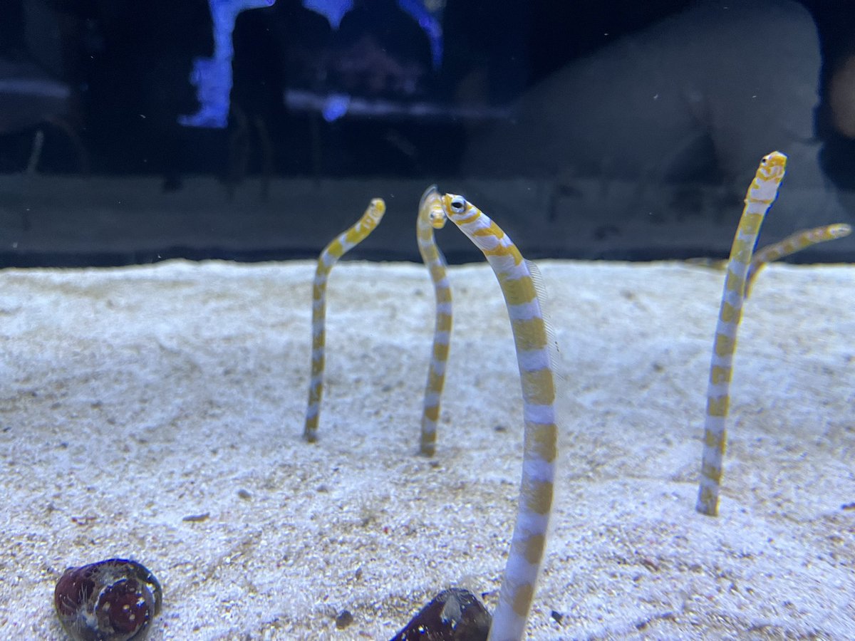 sunset_krose's tweet photo. 東京2泊3日楽しかったー！！ホテルニューオータニ謎解きにすみだ水族館、渋谷謎解き街歩きと好きなことばかりできた！！大満足で充実した3日間！！ https://t.co/jK3JyLPbqE
