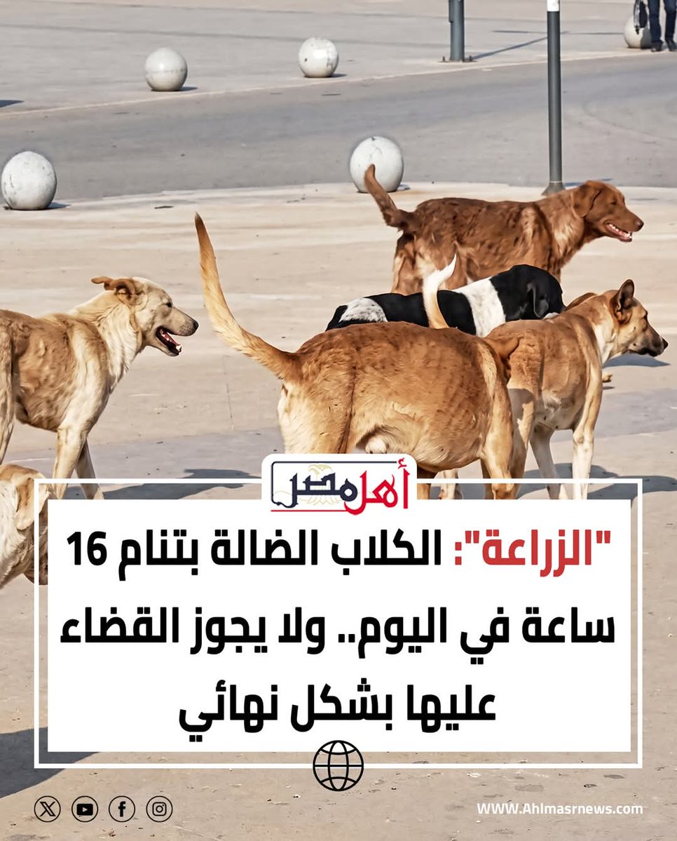 اللهي تناموا ما تقوموا
خدوهم يناموا في حضنكم
الكلاب بقوا أكتر من البني ادمين وتقولوا لايجوز القضاء عليهم كلهم - ده احنا بنمشي نتكعبل فيهم ياعدماء الضمير حلوا المشكله وخلوهم كلهم عايشين افصلوهم عن الطرق اللي بيمشي فيعا الناس والاطفال وكبار السن ومان لايتعاقب من يخمي نفسه منهم