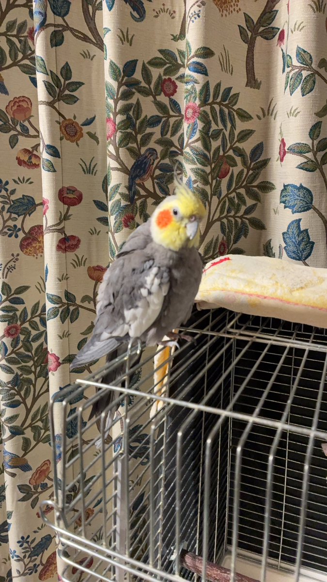 ぴむぞー🐦🌦 tweet media