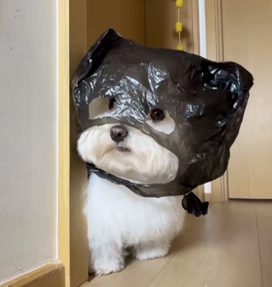 癒される動物 tweet media