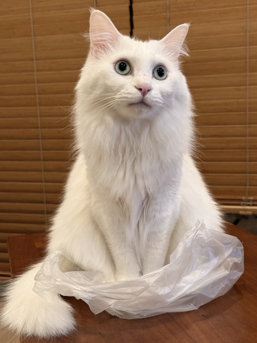 𝘕⧹ₐᵐⅇ ɱ｡₥öᵢ tweet media