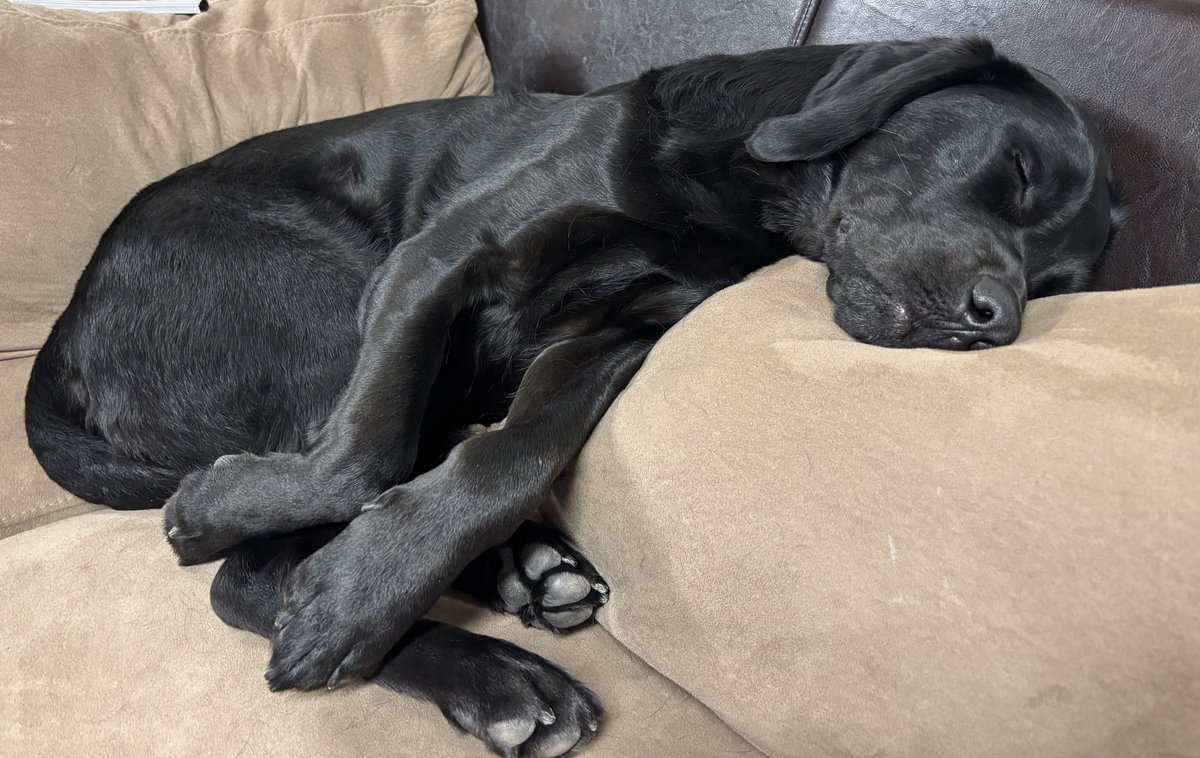 OPP_WR's tweet image. It's #OPP Rise and Shine: Sunday Morning Safety Time with #Ranger. Ranger doesn’t care if you’re driving five minutes or fifty — he just wants you home safe. Every trip deserves your full attention. Buckle up, slow down, and stay alert. The safest drivers are the ones who