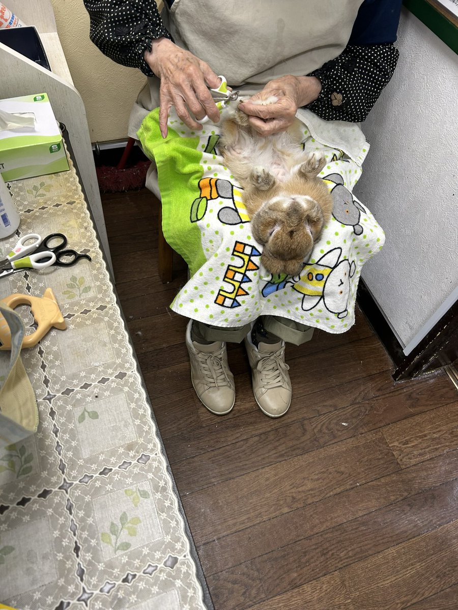 チカピータ🍰 tweet media
