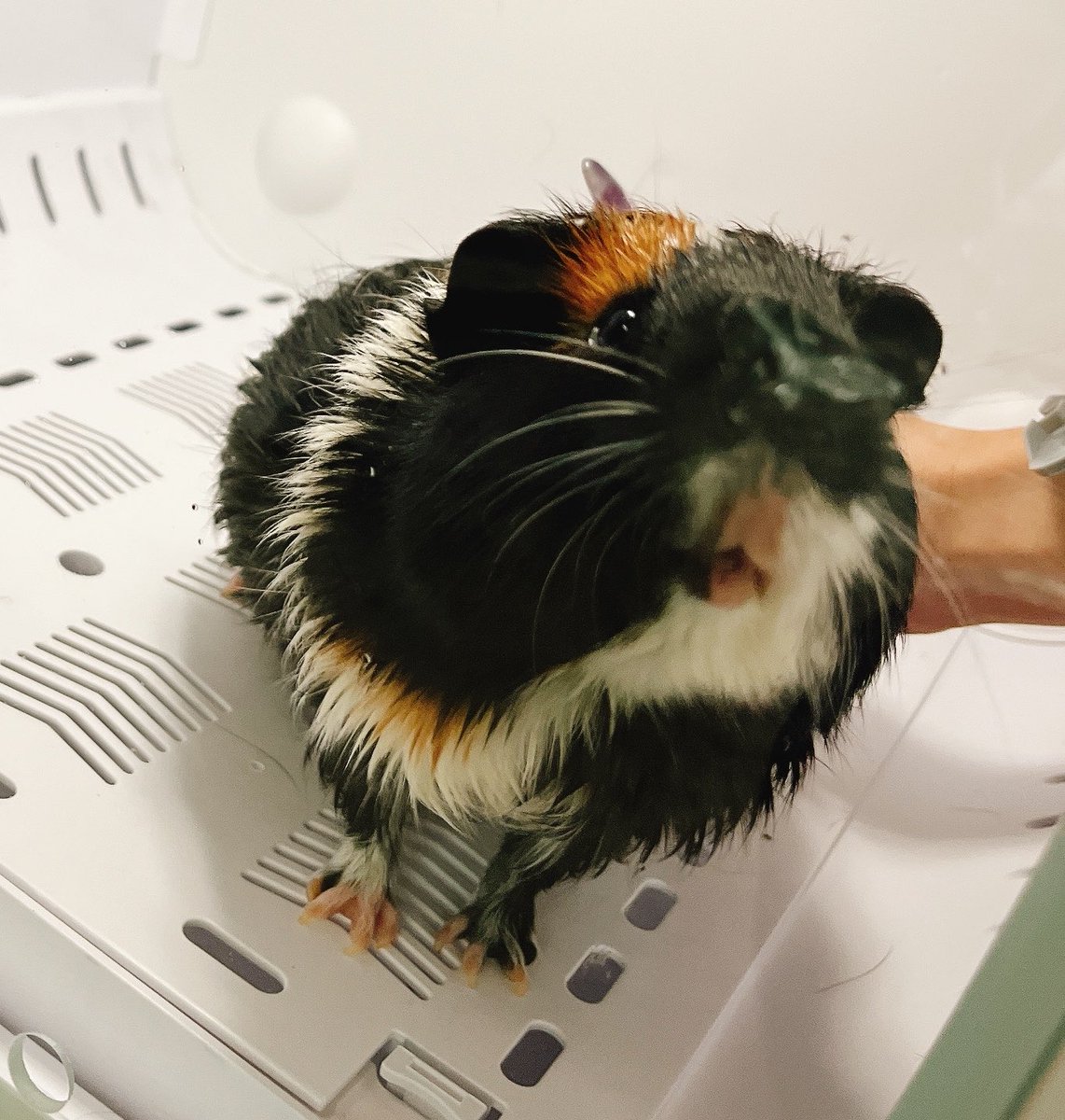 🐹 西1エ04a tweet media