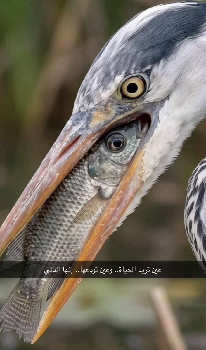 رائد العبيد tweet media