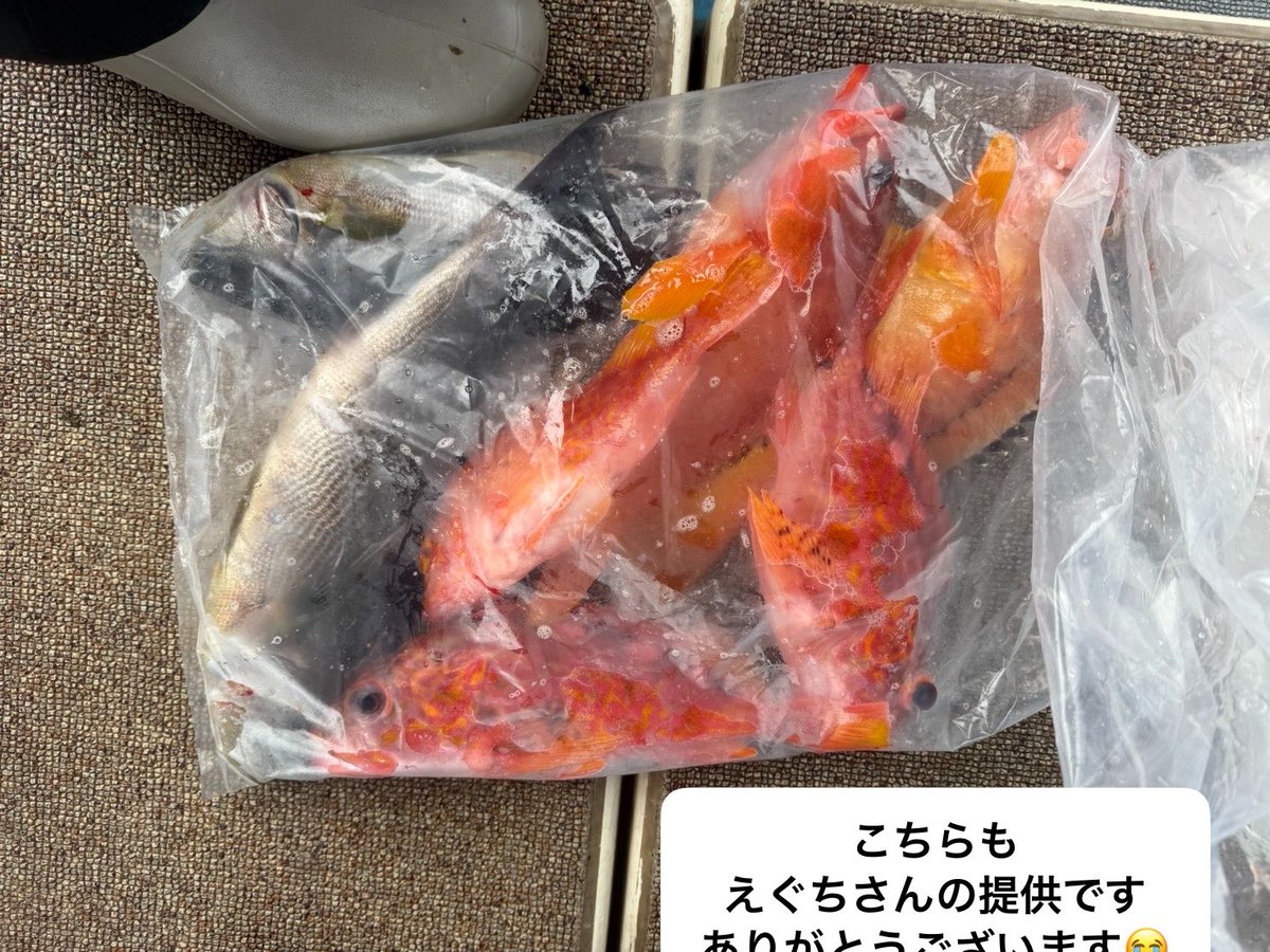 yamasanti151's tweet photo. いつもご利用ありがとうございます😊

お店は休みですが
本カワハギ届いたので
今仕立て中です
今回は肝付きです

明後日には山口県から
アカハタ、キジハタ、イサキ
カサゴなど
届きます津本式で仕立てます

休み明けお楽しみに
８日からです

#会員制
#津本式
#高濃度ナノバブル
#熟成
#要予約 https://t.co/DW8W1pbI16