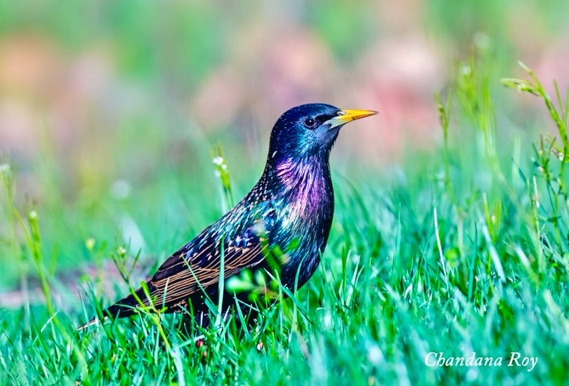 chandanaroy24's tweet photo. A Starling sparkles on a sunny day.
#CommonStarling #EuropeanStarling #IndiAves #birdwatching #TwitterNatureCommunity #birdphotography #wildlife #birds #nature #nikon #starling https://t.co/n5tLqIQmYy