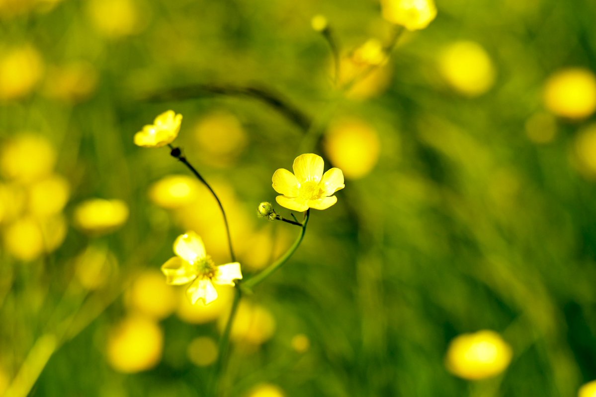 JohnH14458271's tweet image. Happy Sunday Yellow 💛💛#SundayYellow! 💛💛 @ThePhotoHour #flowers #flowerphotography
#XNaturePhotography
#TwitterNaturePhotography 
@SheffieldStar @Sheff_HousingCo