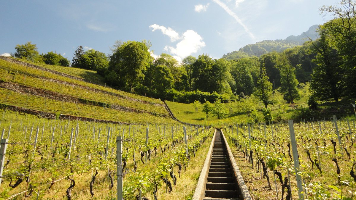 TheFreeGeekette's tweet photo. 02.05.2026 Villeneuve - Balade des Hameaux - 2h30
Balade entre vigne et forêt avec vue sur le lac et les montagnes...😘👣☀️
https://t.co/ubGxcnoXyO
#petitbonheur #vaud #villeneuve #randonnée https://t.co/AwpYhvI6cG
