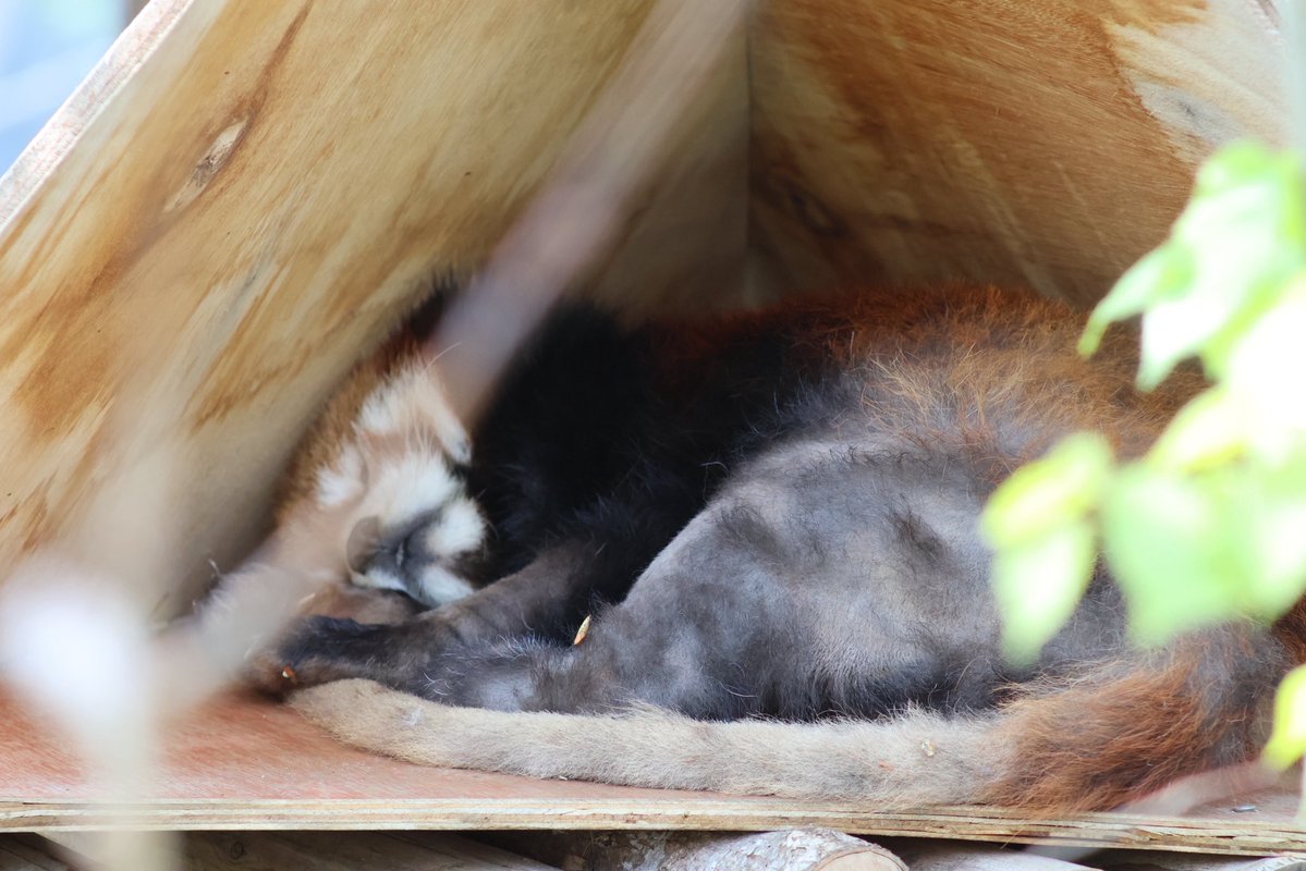 レッサーパンダのむぎ🐾 tweet media