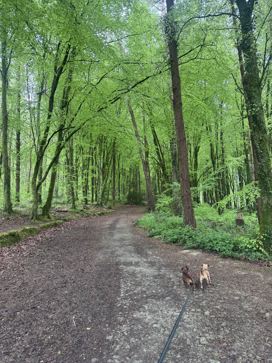Maria_Goddard's tweet photo. Well this morning took my breath away…. After some beautiful spring weather and dare I say it “bank holiday showers” overnight 🙈 the woods were spectacular 🌳🌳🌳Photos won’t do it justice… get in the car and go! I literally gasped at that vibrancy of green and was swept away by birdsong 🦅🌳🙏 
#bankholiday
#springhassprung
#walkinthewoods
#happysunday