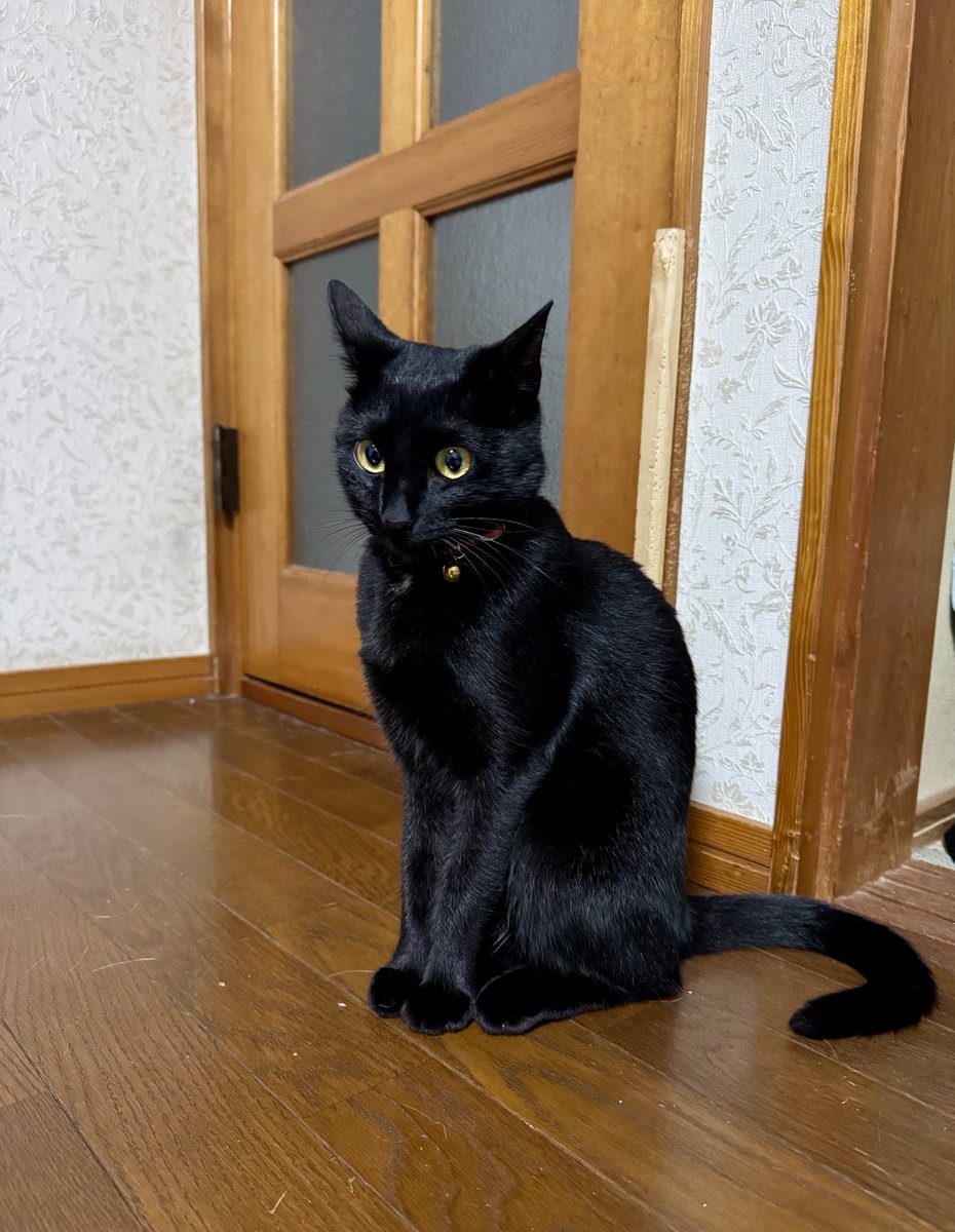 やきのりくんとつくだにちゃん tweet media
