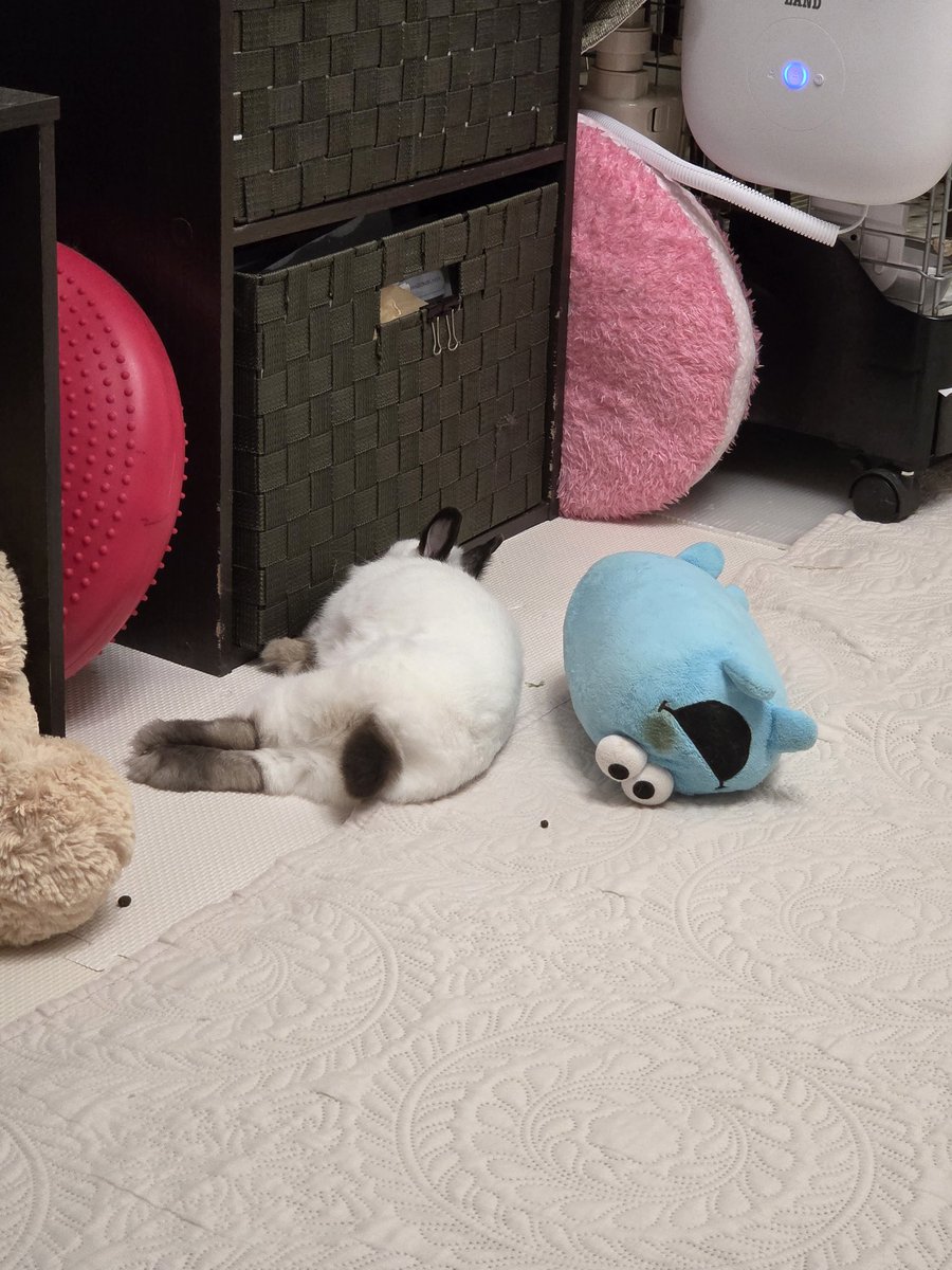 ayumi140331's tweet photo. ちょっと伸びた

　　　　…足w
#うさぎ https://t.co/5KQVHOn9iS